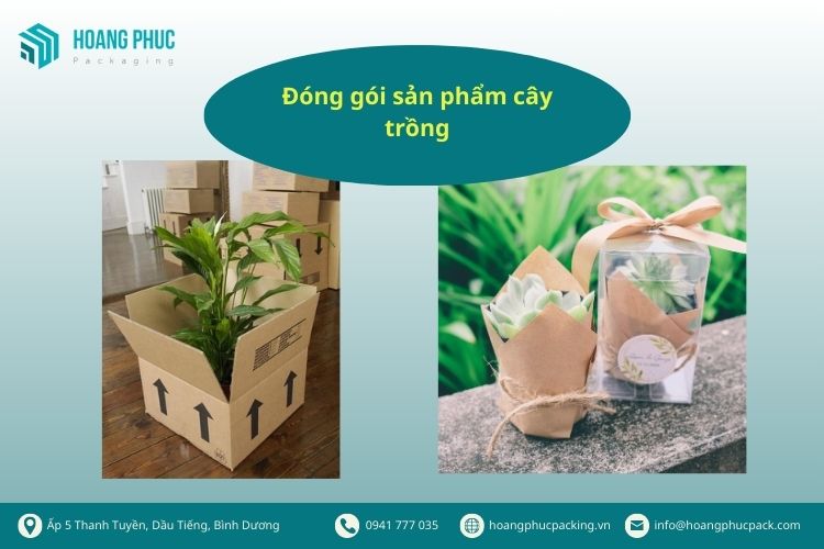 Đóng gói sản phẩm cây trồng